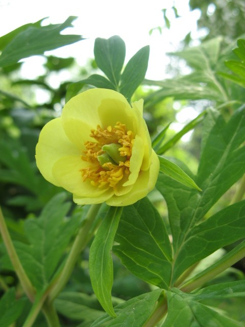 orto botanico (padova)